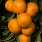 Kiyomi Tangor Mandarin Budwood citrus plant material online shopping