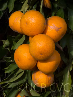 Kiyomi Tangor Mandarin Budwood citrus plant material online shopping