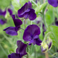 My Navy Sweet Pea seeds online shopping