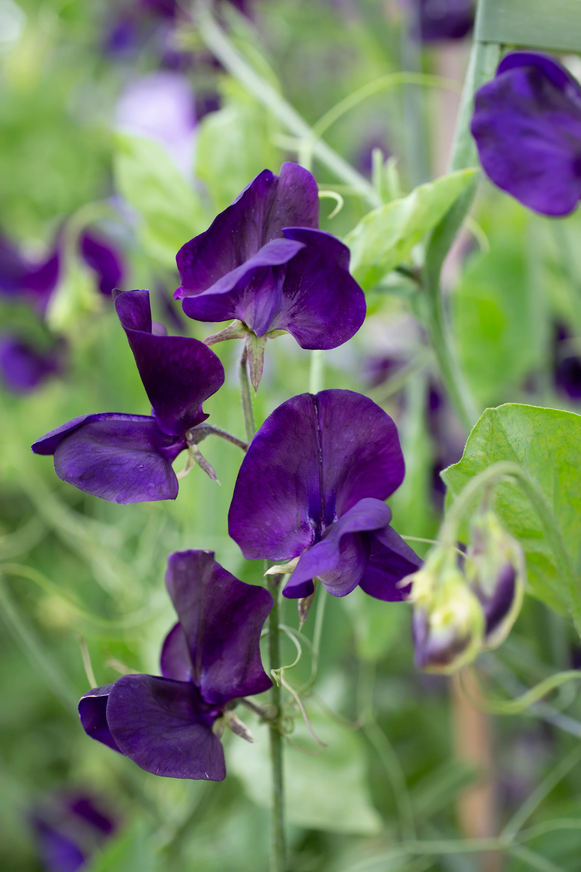 My Navy Sweet Pea seeds online shopping