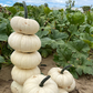 Moon Cake F1 Pumpkin