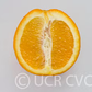Bahianinha SRA 513 Navel Orange Budwood citrus plant material online shopping