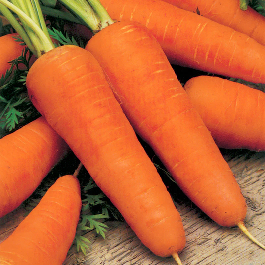 Royal Chantenay Carrot Seeds online shopping