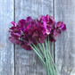 Ed Fincham Bella Sweet Pea seeds online shopping