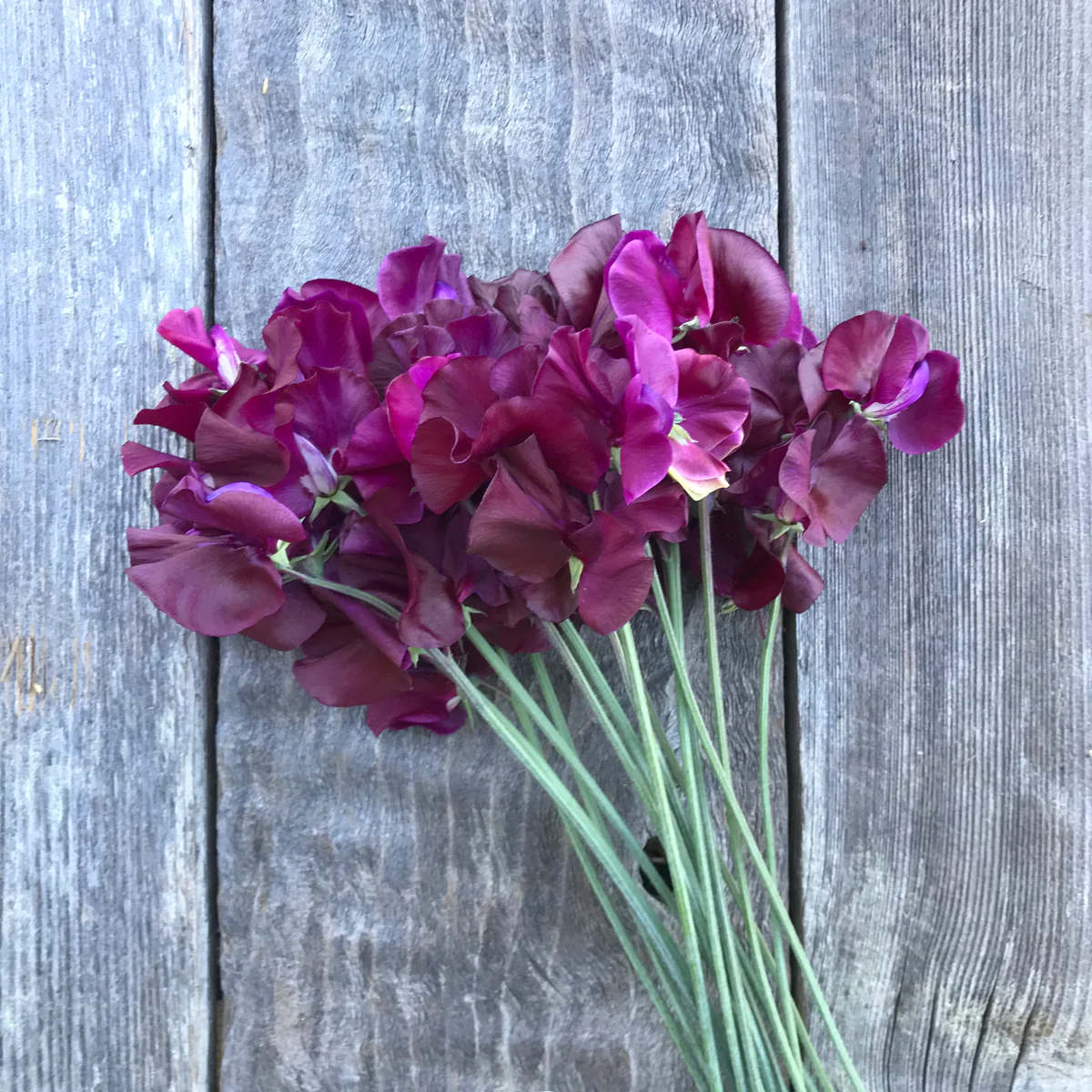 Ed Fincham Bella Sweet Pea seeds online shopping