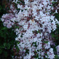 Josee Reblooming Lilac lilac plant online shopping