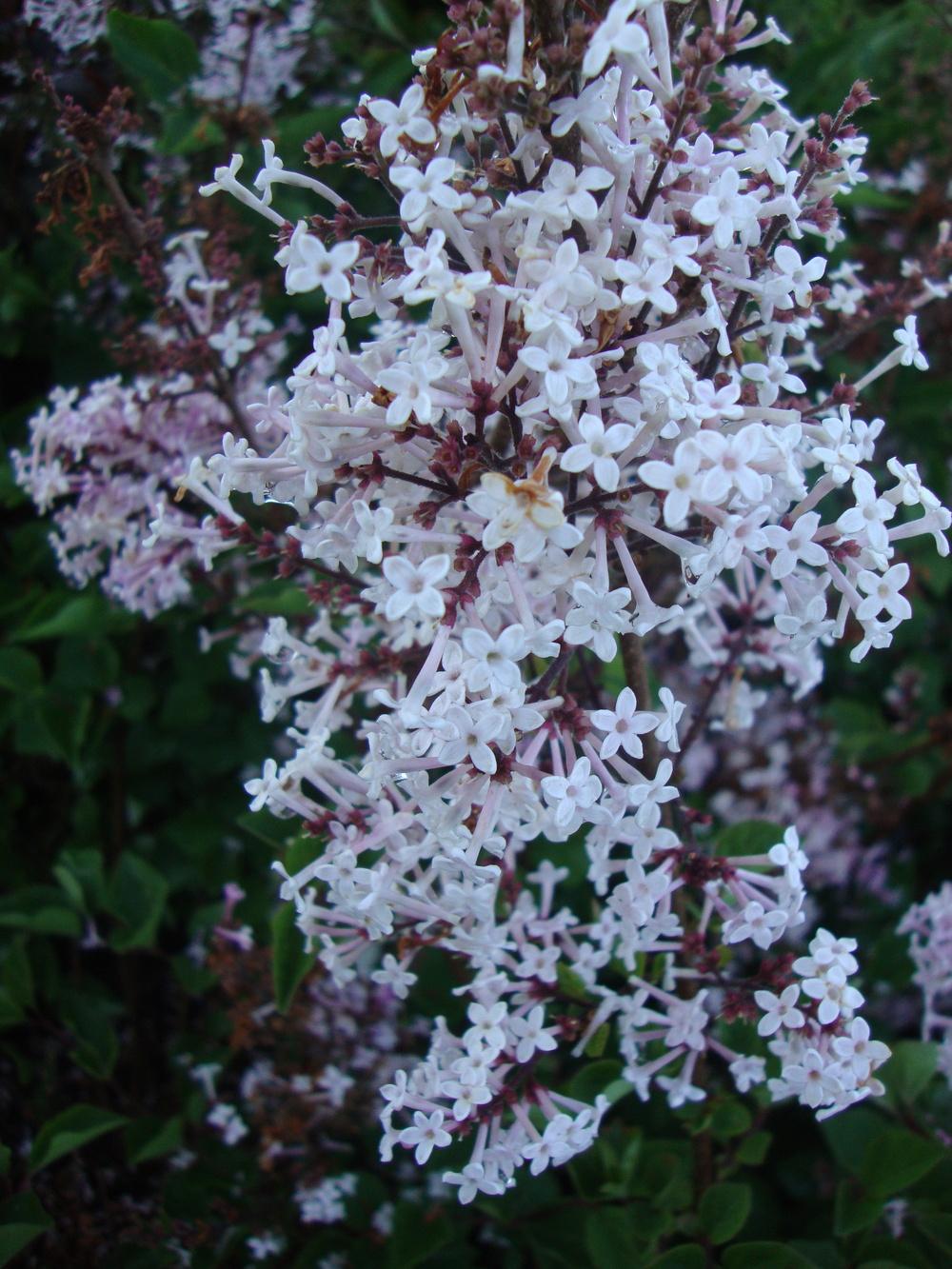 Josee Reblooming Lilac lilac plant online shopping