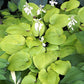 Zounds Hosta Plants online shopping