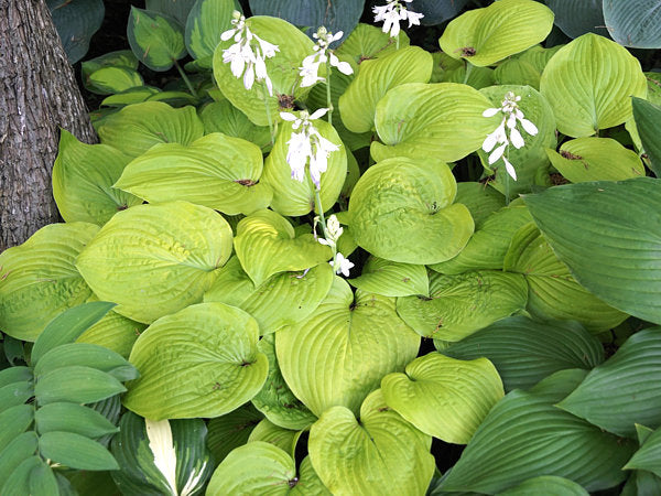 Zounds Hosta Plants online shopping