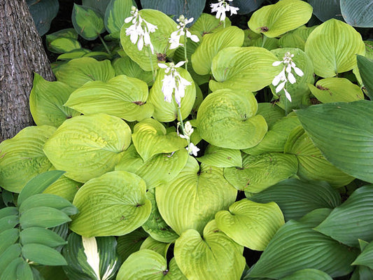 Zounds Hosta Plants online shopping