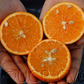 Daisy Mandarin Budwood citrus plant material online shopping