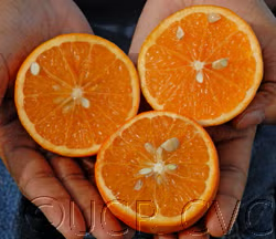 Daisy Mandarin Budwood citrus plant material online shopping