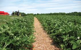 Flavorfest June Bearing Strawberry