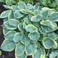 Lakeside Hazy Morn Hosta Plants online shopping