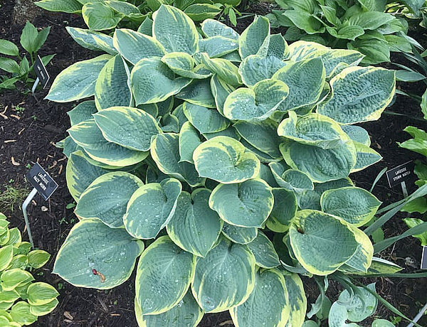 Lakeside Hazy Morn Hosta Plants online shopping
