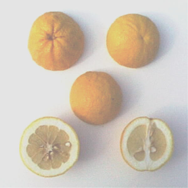 Citrumelo CRC 1452 Trifoliate Hybrid Budwood citrus plant material online shopping