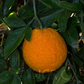 Citrondarin Trifoliate x Satsuma Mandarin Budwood citrus plant material online shopping