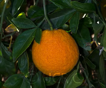 Citrondarin Trifoliate x Satsuma Mandarin Budwood citrus plant material online shopping