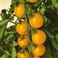 Sweet Gold F1 Tomato