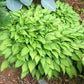 Twist Of Lime Hosta Plants online shopping