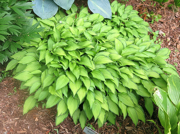 Twist Of Lime Hosta Plants online shopping