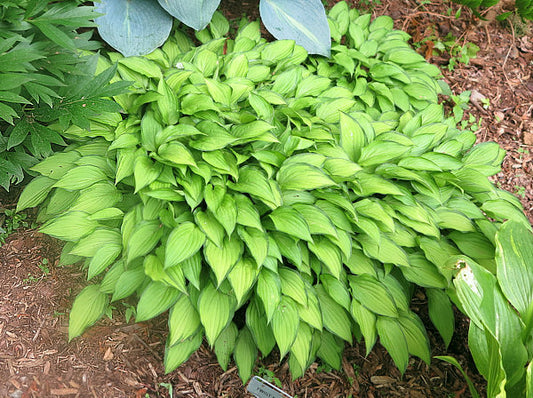 Twist Of Lime Hosta Plants online shopping