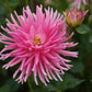 Park Princess Dahlia