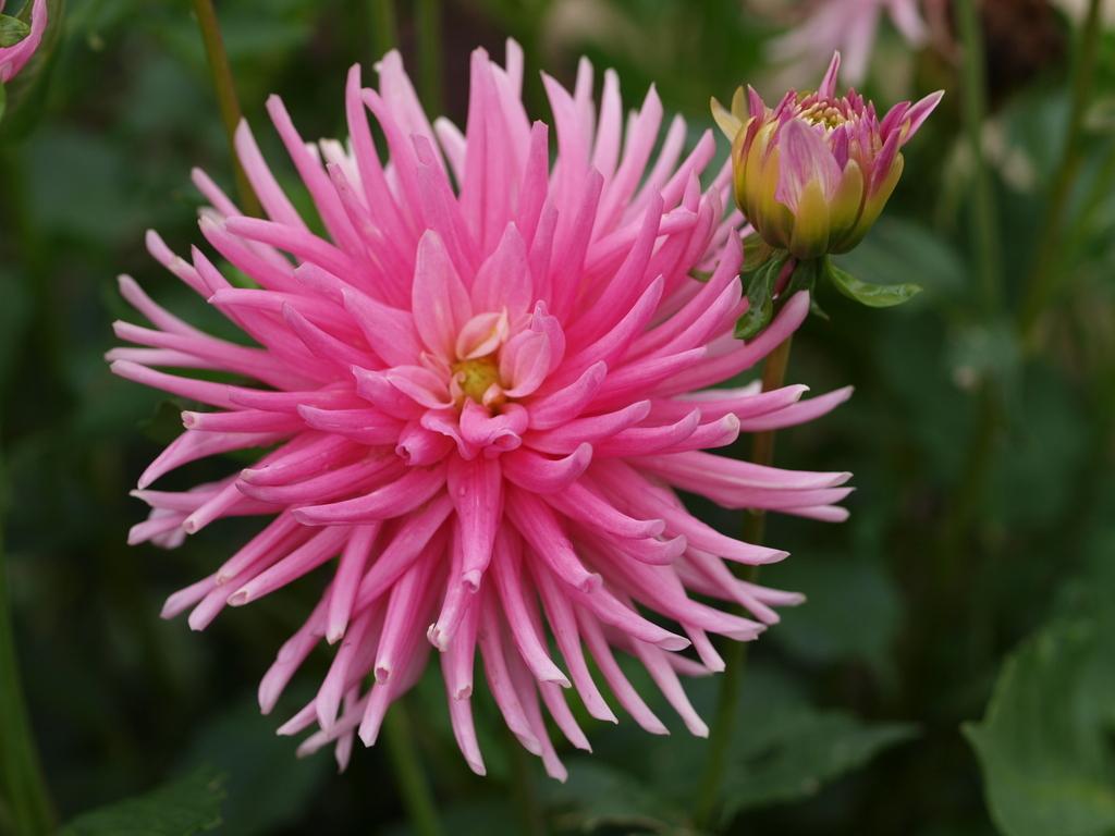 Park Princess Dahlia