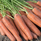 Napoli F1  Carrot