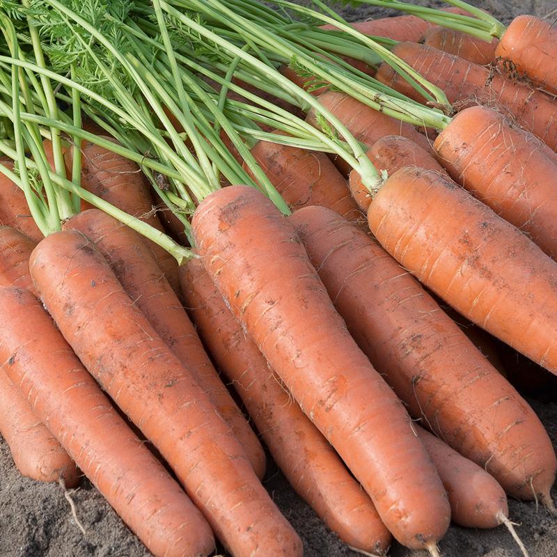 Napoli F1  Carrot