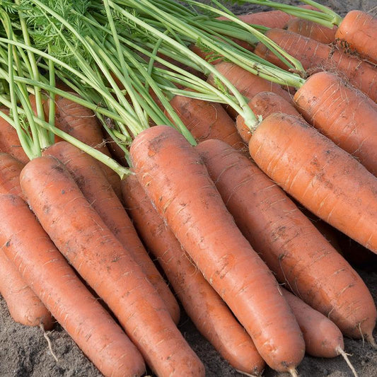 Napoli F1 Carrot Seeds online shopping