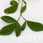Troyer Citrange Trifoliate Hybrid Budwood citrus plant material online shopping