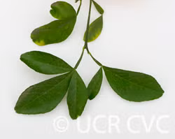 Troyer Citrange Trifoliate Hybrid Budwood citrus plant material online shopping