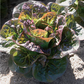 Breen Pelleted Lettuce