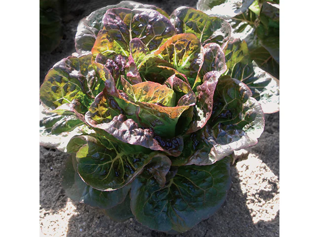 Breen Pelleted Lettuce