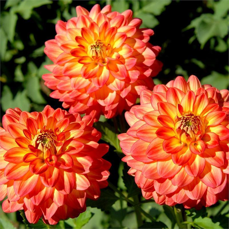 Half Pint Dahlia
