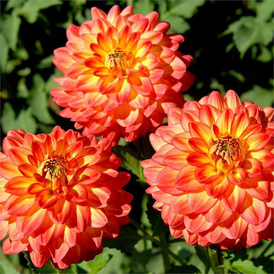 Half Pint Dahlia