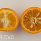 King Tangor Mandarin Budwood citrus plant material online shopping