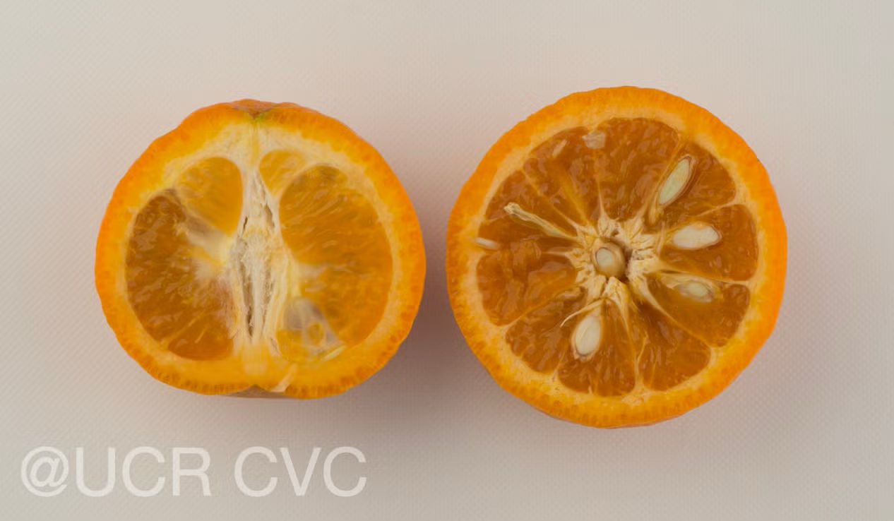 King Tangor Mandarin Budwood citrus plant material online shopping