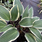 Miss Lya Hosta Plants online shopping