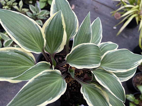 Miss Lya Hosta Plants online shopping