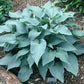 Stormy Seas Hosta Plants online shopping