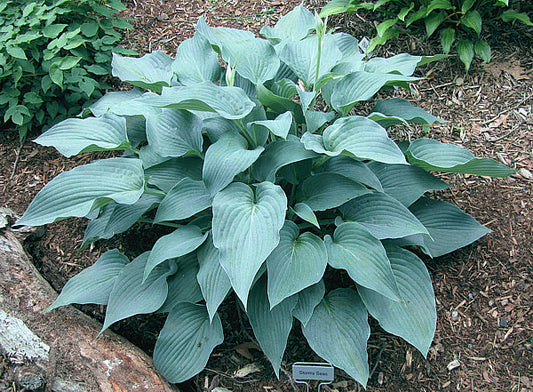 Stormy Seas Hosta Plants online shopping