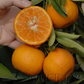 Monreal Clementine Budwood citrus plant material online shopping