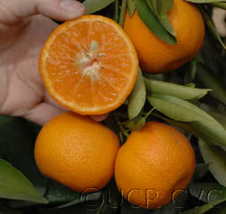 Monreal Clementine Budwood citrus plant material online shopping