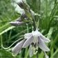 Jane’s Blush Hosta Plants online shopping