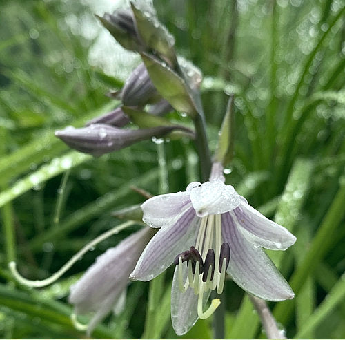 Jane’s Blush Hosta Plants online shopping