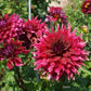 Zorro Dahlia