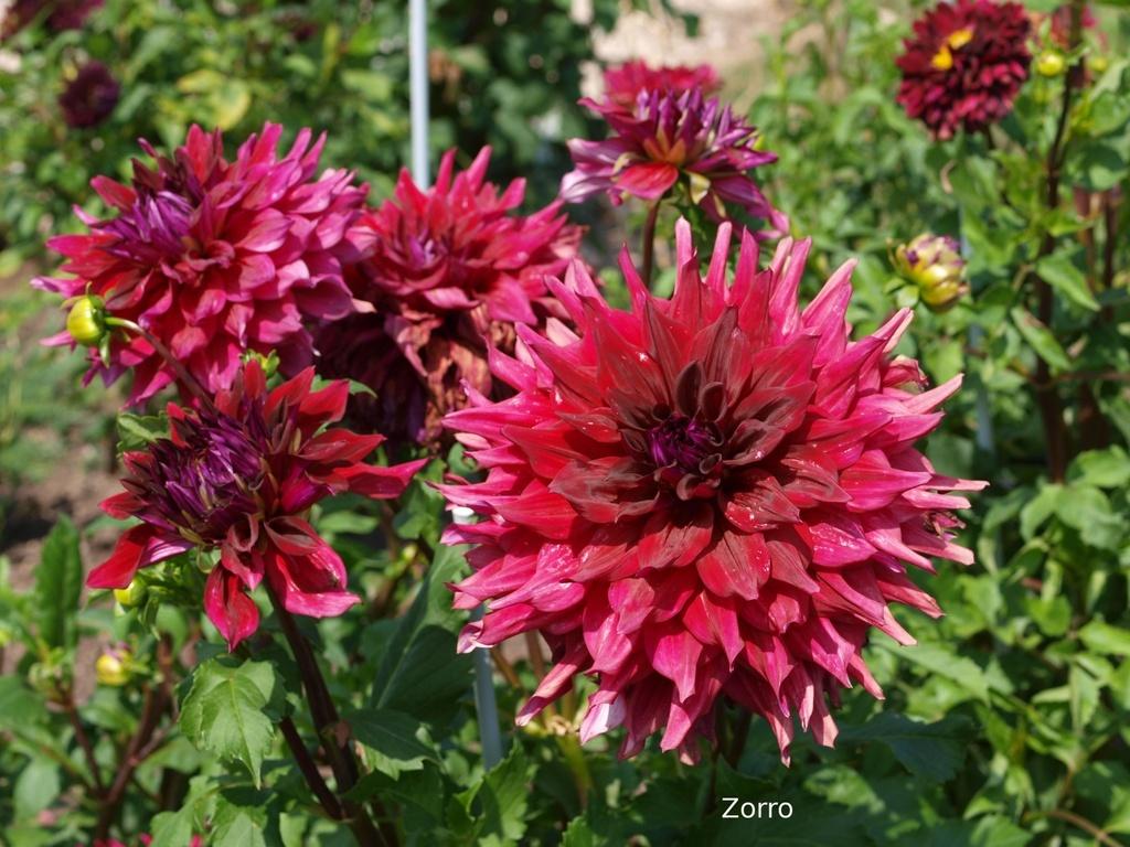Zorro Dahlia