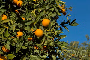 Salustiana Sweet Orange Budwood citrus plant material online shopping